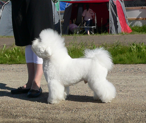 Otto